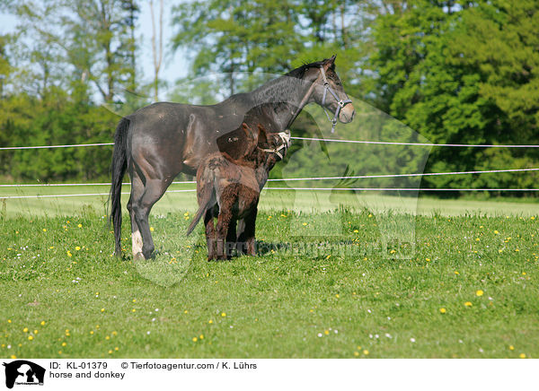 Pferd und Esel / horse and donkey / KL-01379