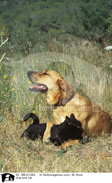 dog and cat / MS-01369