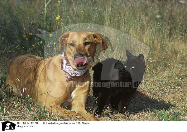 dog and cat / MS-01370