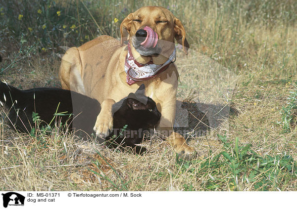 dog and cat / MS-01371