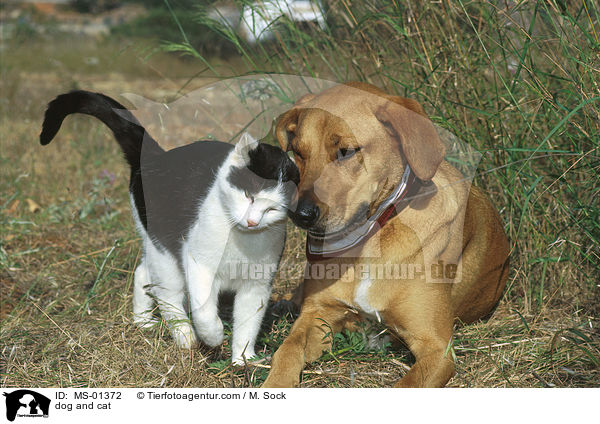 dog and cat / MS-01372