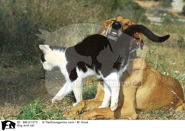 dog and cat / MS-01373