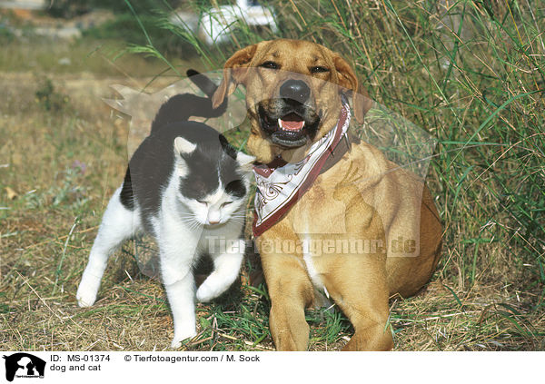 dog and cat / MS-01374