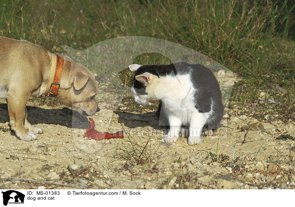 dog and cat / MS-01383
