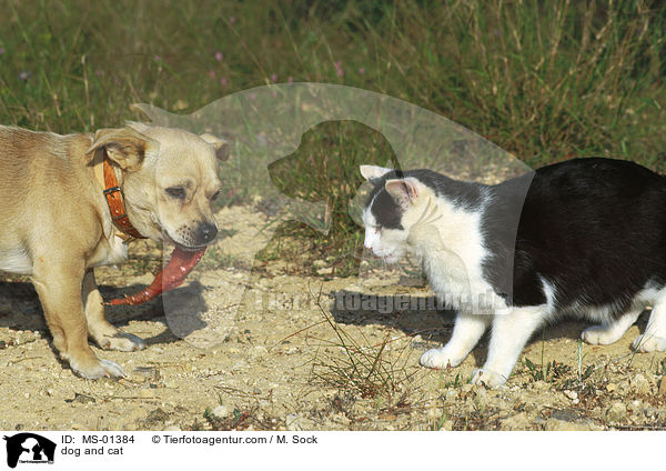 dog and cat / MS-01384
