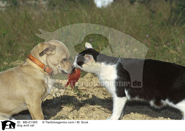 dog and cat / MS-01385