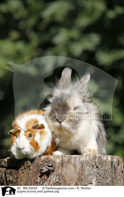 pygmy bunny and guinea pig / RR-30042
