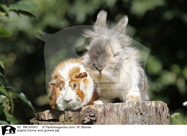pygmy bunny and guinea pig / RR-30043