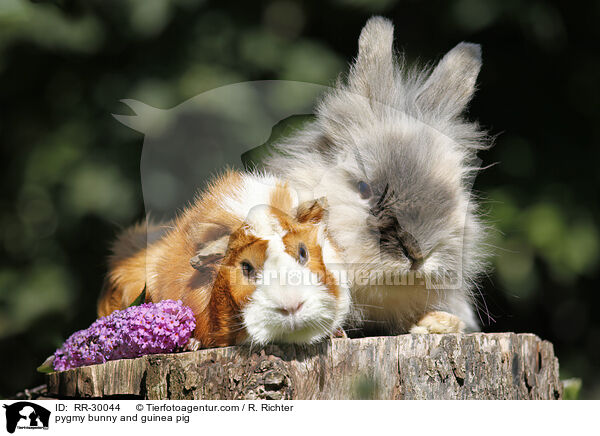 pygmy bunny and guinea pig / RR-30044