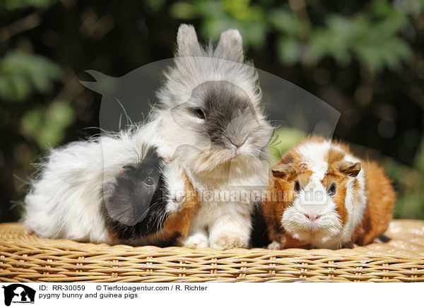 pygmy bunny and guinea pigs / RR-30059