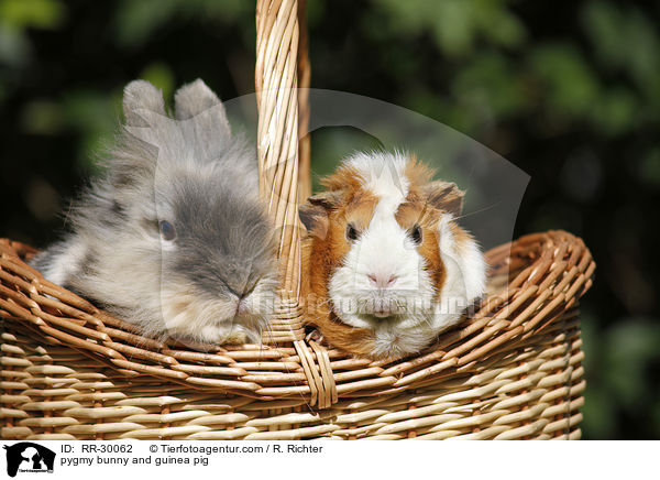 pygmy bunny and guinea pig / RR-30062
