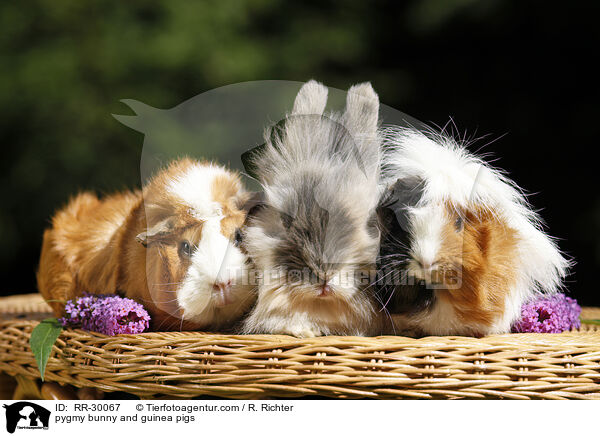 pygmy bunny and guinea pigs / RR-30067