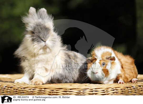 pygmy bunny and guinea pig / RR-30074