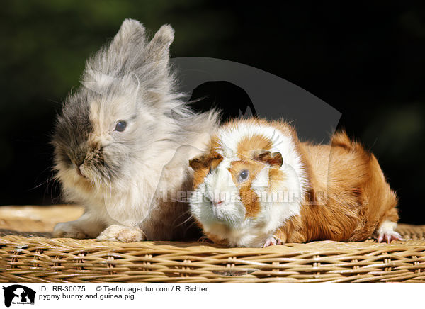 pygmy bunny and guinea pig / RR-30075