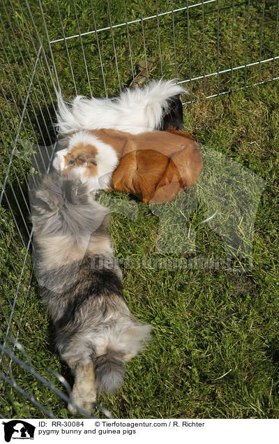 pygmy bunny and guinea pigs / RR-30084