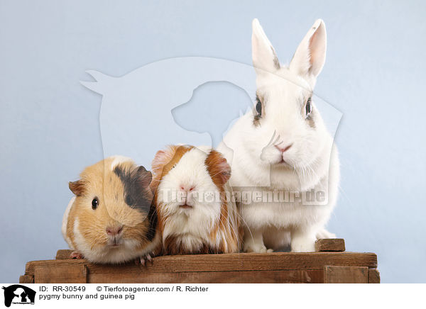 pygmy bunny and guinea pig / RR-30549