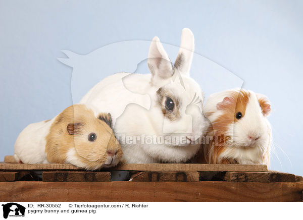 pygmy bunny and guinea pig / RR-30552