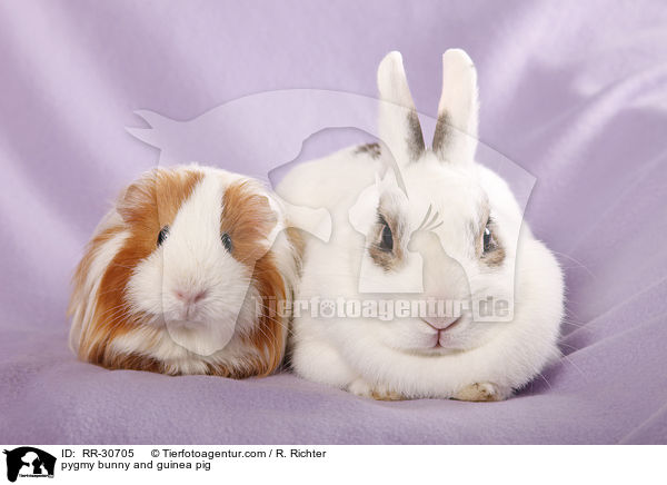 pygmy bunny and guinea pig / RR-30705