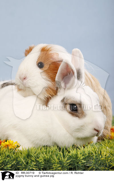 pygmy bunny and guinea pig / RR-30719
