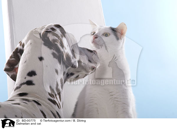 Dalmatian and cat / BD-00775