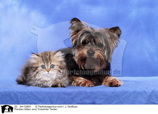 Persian kitten and Yorkshire Terrier / JH-12891