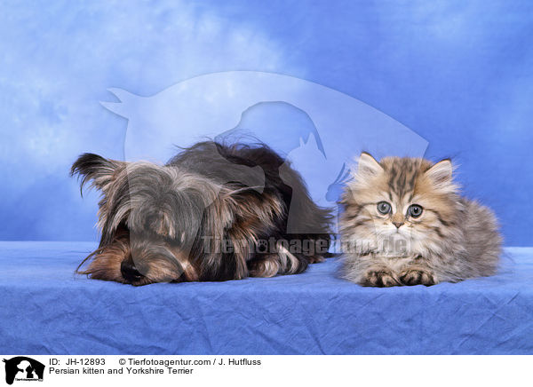 Persian kitten and Yorkshire Terrier / JH-12893