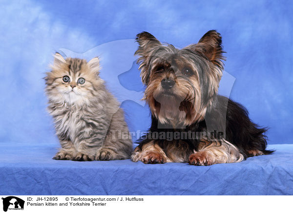 Persian kitten and Yorkshire Terrier / JH-12895