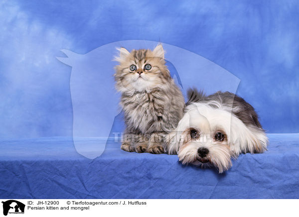 Persian kitten and mongrel / JH-12900