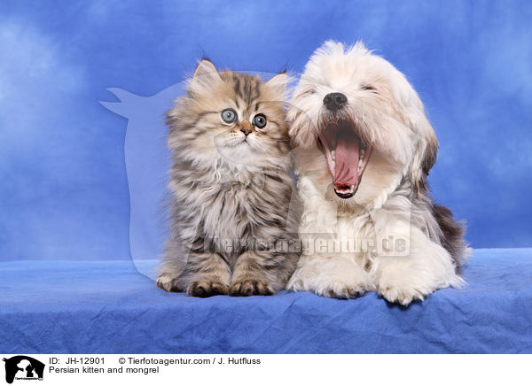 Persian kitten and mongrel / JH-12901