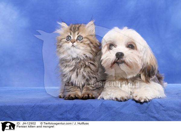 Persian kitten and mongrel / JH-12902