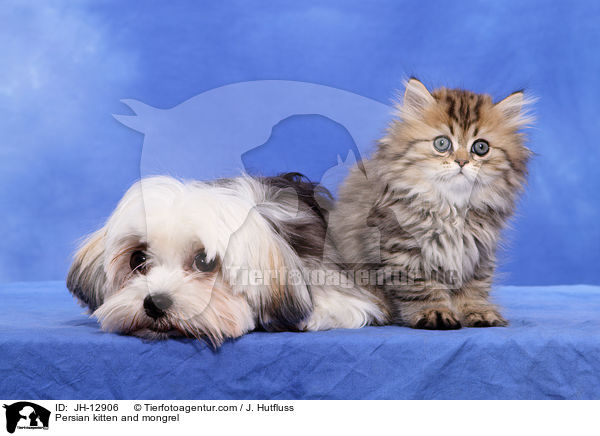 Persian kitten and mongrel / JH-12906