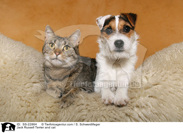 Jack Russell Terrier and cat / SS-22864