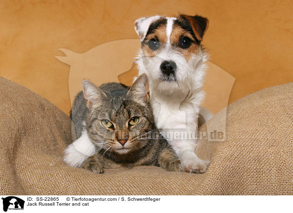 Jack Russell Terrier and cat / SS-22865