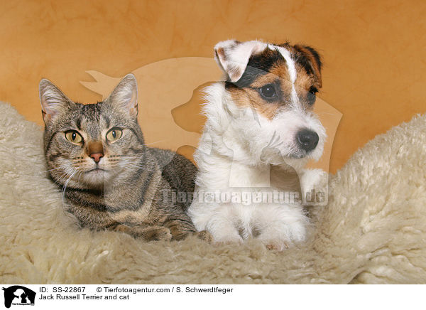 Jack Russell Terrier and cat / SS-22867