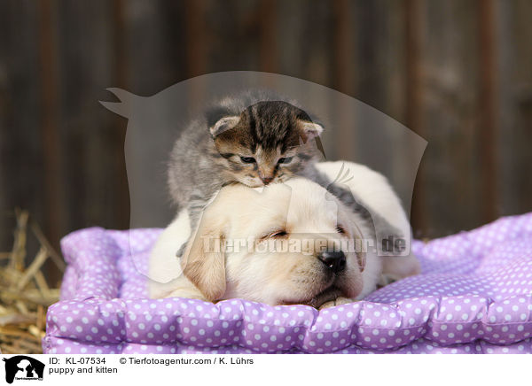 puppy and kitten / KL-07534