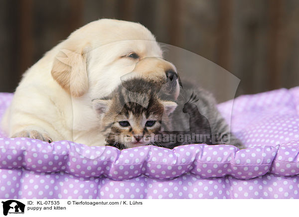 puppy and kitten / KL-07535