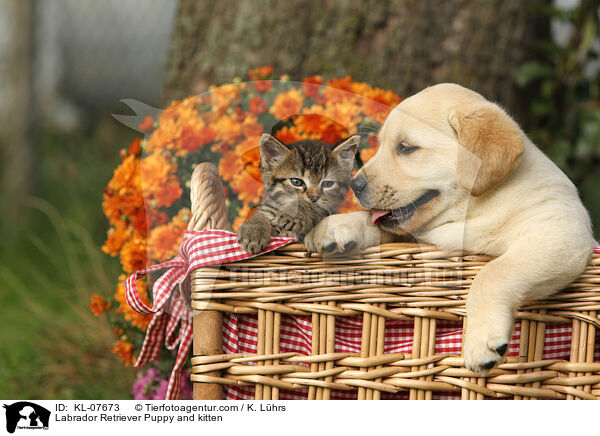 Labrador Retriever Puppy and kitten / KL-07673