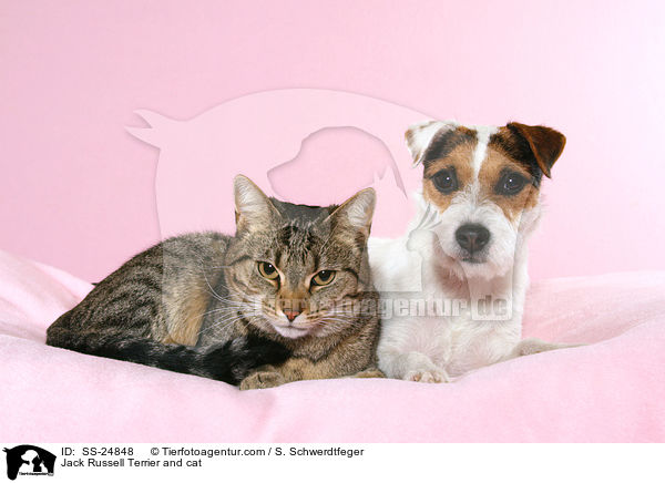 Jack Russell Terrier and cat / SS-24848