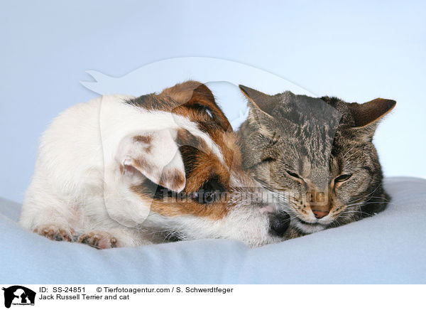 Jack Russell Terrier and cat / SS-24851
