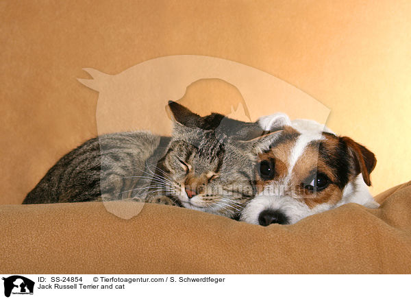 Jack Russell Terrier and cat / SS-24854