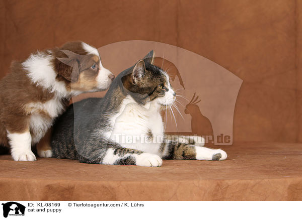 cat and puppy / KL-08169