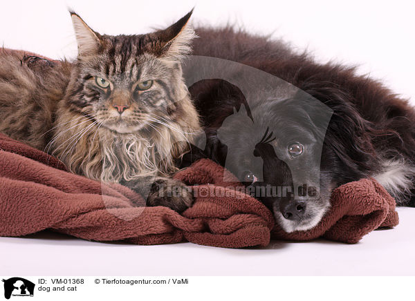 dog and cat / VM-01368