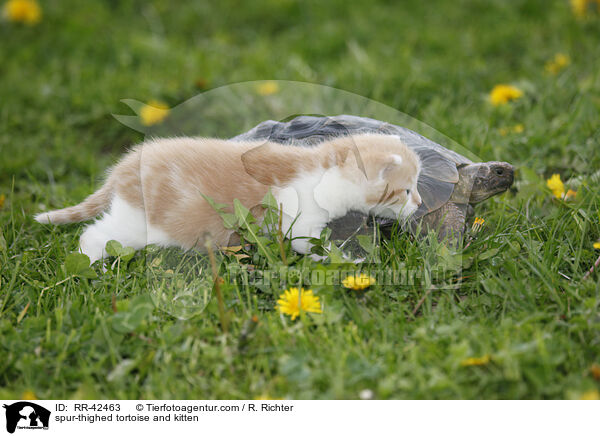 spur-thighed tortoise and kitten / RR-42463