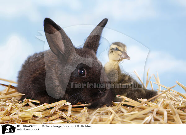 Kaninchen und Ente / rabbit and duck / RR-43706