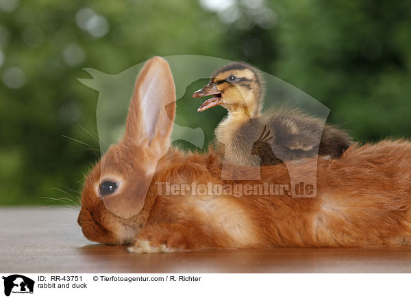 Kaninchen und Laufenten Kken / rabbit and duck / RR-43751