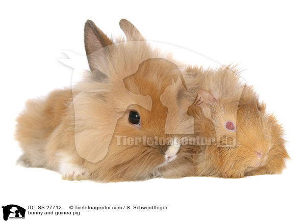 bunny and guinea pig / SS-27712