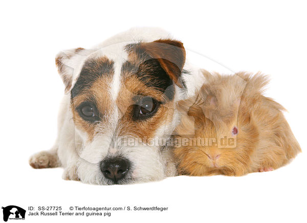 Jack Russell Terrier and guinea pig / SS-27725