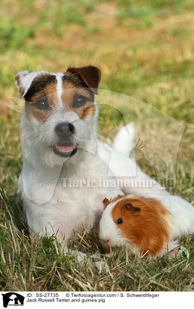 Jack Russell Terrier and guinea pig / SS-27735