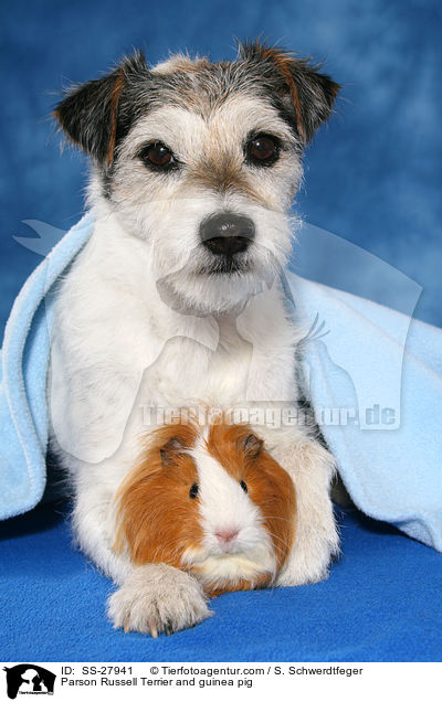 Parson Russell Terrier und Meerschwein / Parson Russell Terrier and guinea pig / SS-27941