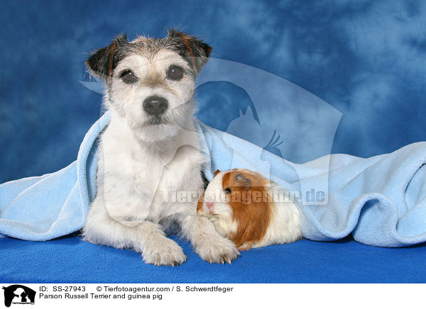 Parson Russell Terrier and guinea pig / SS-27943